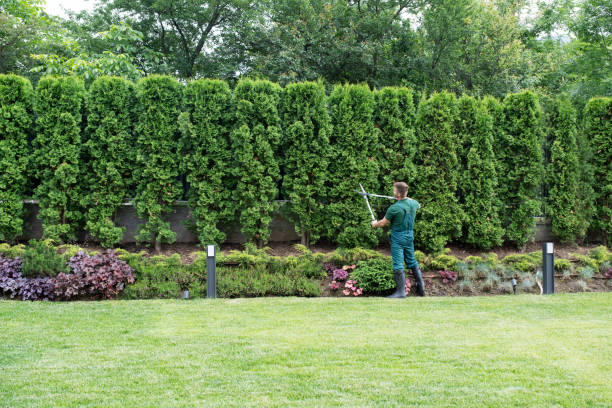 Best Tree Cutting Near Me  in Middleport, NY